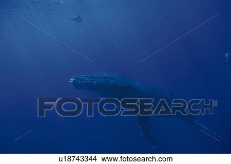 Two Humpback Whales Swimming Underwater View Large Photo Image Picture - Two Humpback Whales Swimming Underwater. Fotosearch