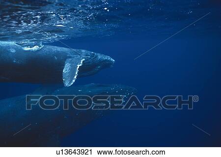 Two Humpback Whales Swimming Underwater View Large Photo Image Stock Image - Two Humpback Whales Swimming Underwater. Fotosearch
