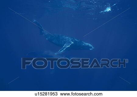 Two Humpback Whales Swimming Underwater View Large Photo Image Stock Image - Two Humpback Whales Swimming Underwater. Fotosearch
