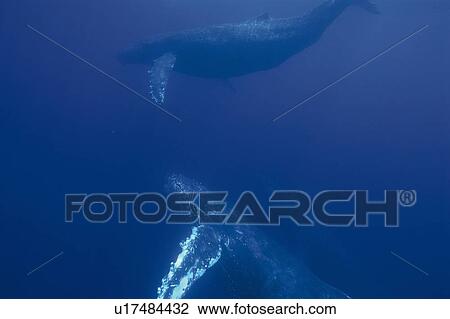 Two Humpback Whales Swimming Underwater View Large Photo Image Stock Image - Two Humpback Whales Swimming Underwater. Fotosearch