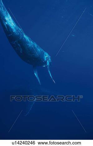 Stock Photograph - Two Humpback Whales Swimming Underwater. Fotosearch