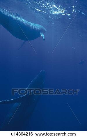Two Humpback Whales Swimming Underwater View Large Photo Image Stock Photograph - Two Humpback Whales Swimming Underwater. Fotosearch