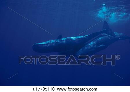Two Sperm Whales Swimming Underwater View Large Photo Image Stock Image - Two Sperm Whales Swimming Underwater. Fotosearch