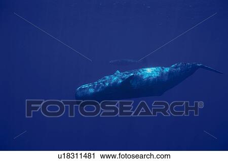 Stock Image - Two Sperm Whales Swimming Underwater. Fotosearch