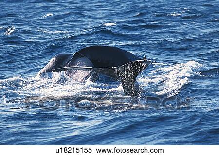 Stock Photography - Two Tails of Humpback Whale. Fotosearch
