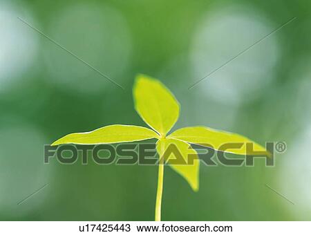 Stock Image - A leaf in greens, high angle view, close up, differential focus. Fotosearch