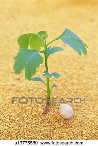 A plant coming up from ground, high angle view, close up, differential focus View Large Photo Image Stock Image - A plant coming up from ground, high angle view, close up, differential focus. Fotosearch