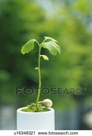 A pot plant, front view, differential focus View Large Photo Image Stock Image - A pot plant, front view, differential focus. Fotosearch