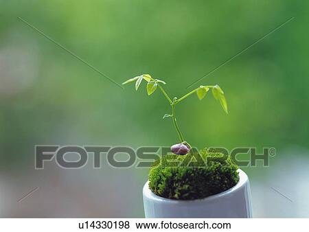 A pot plant, high angle view, differential focus, copy space View Large Photo Image Stock Photo - A pot plant, high angle view, differential focus, copy space. Fotosearch