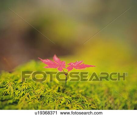 Stock Image - A red leaf coming up from grass, high angle view, close up, differential focus. Fotosearch