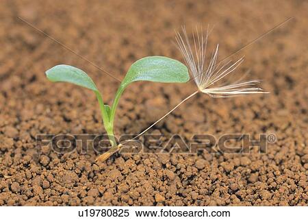 A sprout and a fluff of a dandelion on ground, high angle view, close up, differential focus View Large Photo Image Stock Photography - A sprout and a fluff of a dandelion on ground, high angle view, close up, differential focus. Fotosearch