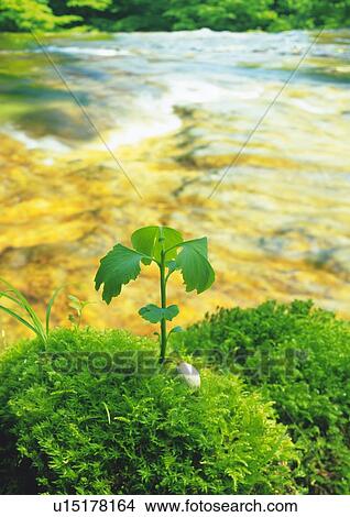 A sprout coming up from grass beside the river, high angle view, differential focus View Large Photo Image Picture - A sprout coming up from grass beside the river, high angle view, differential focus. Fotosearch