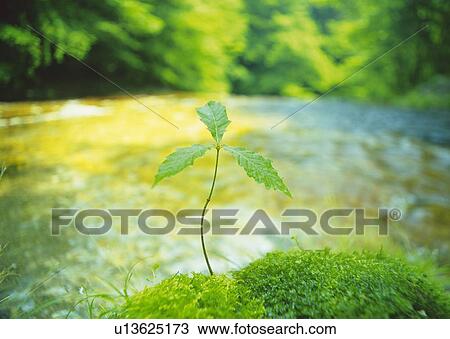 A sprout coming up from grass beside the river, high angle view, differential focus View Large Photo Image Stock Image - A sprout coming up from grass beside the river, high angle view, differential focus. Fotosearch