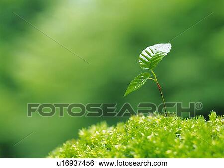 A sprout coming up from grass, close up, differential focus View Large Photo Image Stock Photograph - A sprout coming up from grass, close up, differential focus. Fotosearch
