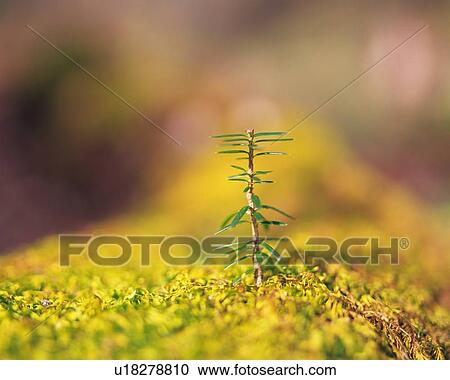 A sprout coming up from grass, front view, differential focus View Large Photo Image Stock Image - A sprout coming up from grass, front view, differential focus. Fotosearch