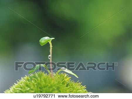 A sprout coming up from grass, front view, close up, differential focus, copy space View Large Photo Image Stock Image - A sprout coming up from grass, front view, close up, differential focus, copy space. Fotosearch