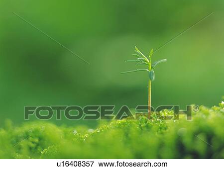A sprout coming up from grass, front view, differential focus, copy space View Large Photo Image Stock Photo - A sprout coming up from grass, front view, differential focus, copy space. Fotosearch