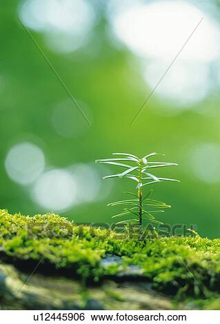 A sprout coming up from grass, front view, differential focus View Large Photo Image Stock Photograph - A sprout coming up from grass, front view, differential focus. Fotosearch