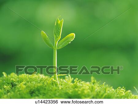 Stock Photograph - A sprout coming up from grass, front view, close up, differential focus, copy space. Fotosearch