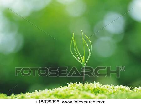 Stock Photograph - A sprout coming up from grass, front view, close up, differential focus. Fotosearch