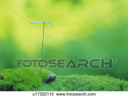 A sprout coming up from grass, front view, differential focus, copy space View Large Photo Image Stock Photography - A sprout coming up from grass, front view, differential focus, copy space. Fotosearch
