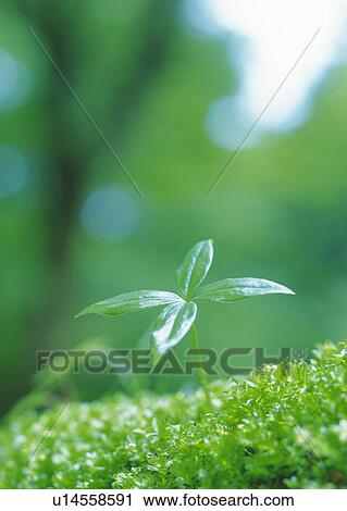 A sprout coming up from grass, high angle view, close up, differential focus View Large Photo Image Stock Image - A sprout coming up from grass, high angle view, close up, differential focus. Fotosearch