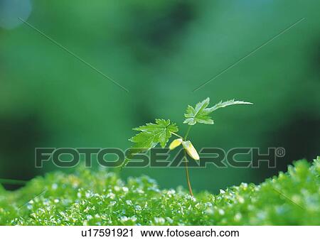 A sprout coming up from grass, high angle view, close up, differential focus, copy space View Large Photo Image Stock Image - A sprout coming up from grass, high angle view, close up, differential focus, copy space. Fotosearch