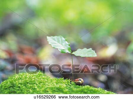 A sprout coming up from grass, high angle view, close up, differential focus View Large Photo Image Stock Photograph - A sprout coming up from grass, high angle view, close up, differential focus. Fotosearch