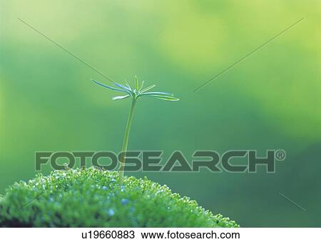 A sprout coming up from grass, low angle view, close up, differential focus, copy space View Large Photo Image Stock Image - A sprout coming up from grass, low angle view, close up, differential focus, copy space. Fotosearch