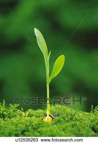 A sprout coming up from grass, side view, close up, differential focus View Large Photo Image Stock Image - A sprout coming up from grass, side view, close up, differential focus. Fotosearch