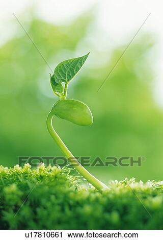 A sprout coming up from grass, side view, close up, differential focus View Large Photo Image Stock Image - A sprout coming up from grass, side view, close up, differential focus. Fotosearch