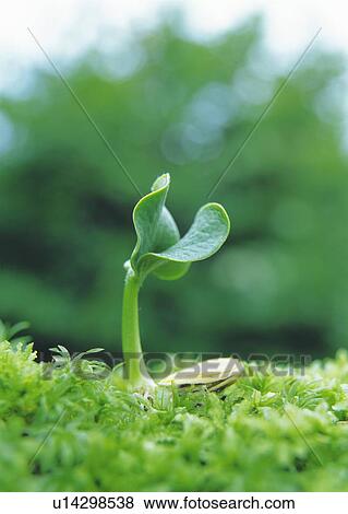 Stock Photo - A sprout coming up from grass, side view, close up, differential focus. Fotosearch