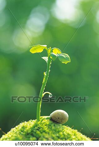 A sprout coming up from ground, front view, close up, differential focus View Large Photo Image Picture - A sprout coming up from ground, front view, close up, differential focus. Fotosearch