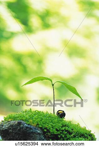 Picture - A sprout coming up from ground, front view, close up, differential focus. Fotosearch