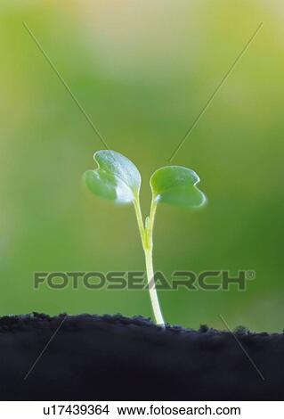 A sprout coming up from ground, front view, close up, differential focus, copy space View Large Photo Image Picture - A sprout coming up from ground, front view, close up, differential focus, copy space. Fotosearch