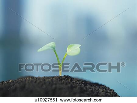 Stock Image - A sprout coming up from ground, front view, close up, differential focus, copy space. Fotosearch