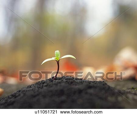 A sprout coming up from ground, front view, close up, differential focus View Large Photo Image Stock Image - A sprout coming up from ground, front view, close up, differential focus. Fotosearch