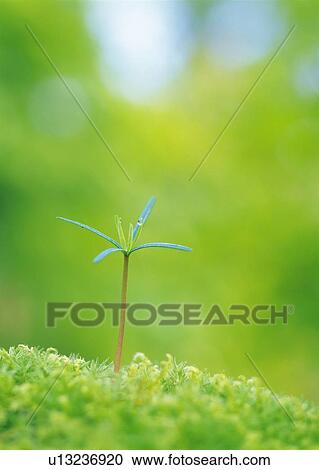 Stock Image - A sprout coming up from ground, front view, close up, differential focus, copy space. Fotosearch