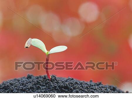 Stock Image - A sprout coming up from ground, front view, close up, differential focus, copy space. Fotosearch