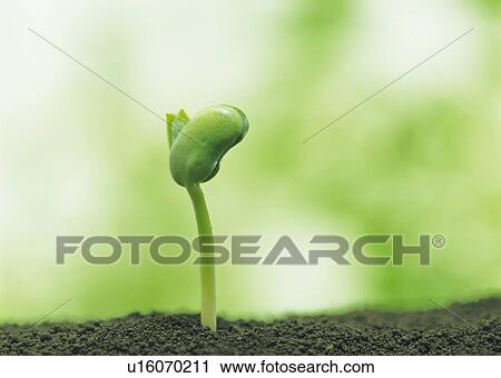 Stock Image - A sprout coming up from ground, front view, close up, differential focus, copy space. Fotosearch