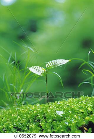 A sprout coming up from ground, front view, close up, differential focus View Large Photo Image Stock Photo - A sprout coming up from ground, front view, close up, differential focus. Fotosearch