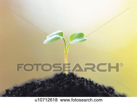A sprout coming up from ground, front view, close up, differential focus, copy space View Large Photo Image Stock Photo - A sprout coming up from ground, front view, close up, differential focus, copy space. Fotosearch
