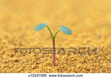 Stock Photo - A sprout coming up from ground, front view, close up, differential focus. Fotosearch