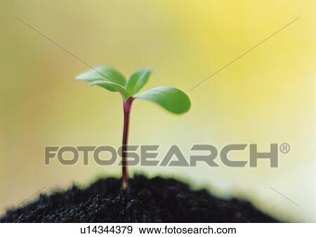 A sprout coming up from ground, front view, close up, differential focus, copy space View Large Photo Image Stock Photo - A sprout coming up from ground, front view, close up, differential focus, copy space. Fotosearch
