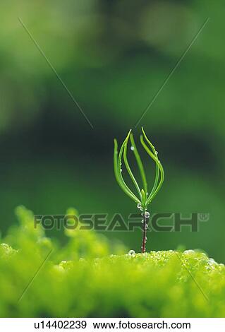 Stock Photo - A sprout coming up from ground, front view, close up, differential focus, copy space. Fotosearch