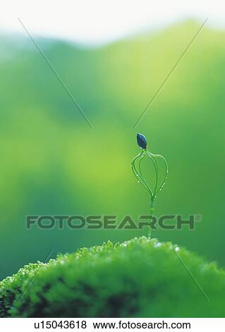 A sprout coming up from ground, front view, differential focus, copy space View Large Photo Image Stock Photo - A sprout coming up from ground, front view, differential focus, copy space. Fotosearch