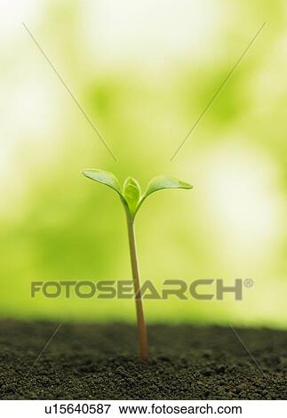 A sprout coming up from ground, front view, close up, differential focus View Large Photo Image Stock Photo - A sprout coming up from ground, front view, close up, differential focus. Fotosearch