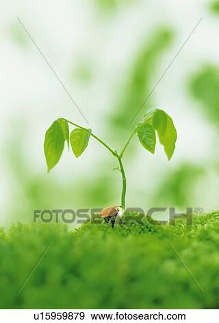 Stock Photo - A sprout coming up from ground, front view, close up, differential focus. Fotosearch