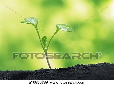 Stock Photo - A sprout coming up from ground, front view, close up, differential focus. Fotosearch