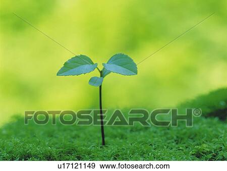 A sprout coming up from ground, front view, close up, differential focus View Large Photo Image Stock Photo - A sprout coming up from ground, front view, close up, differential focus. Fotosearch